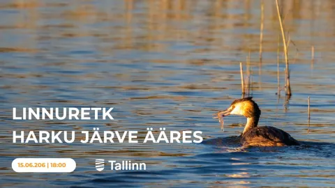 Linnuretk Harku järve ääres