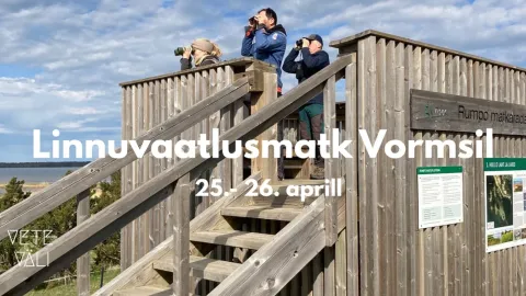 Linnuvaatlusmatk Vormsil