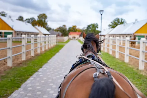 Tori Hobusekasvanduse külastuse pilet