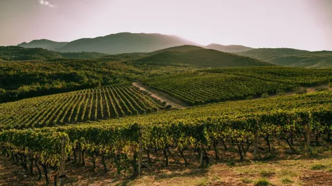 Greek Wine Tasting @ Mr. Ouzo