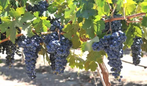 Itaalia veiniõhtu: Piemonte saladused.