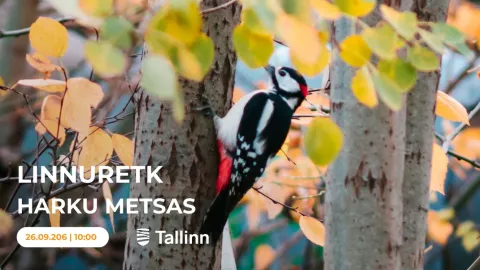 Linnuretk Harku metsas.